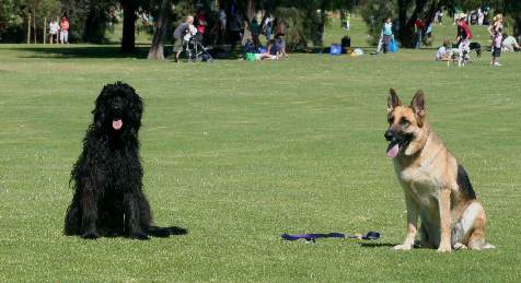 dog pic