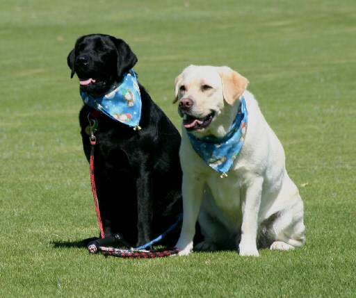 dog pic