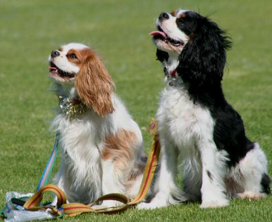 dog pic