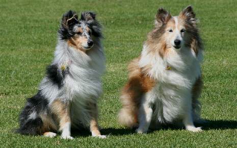 dog pic