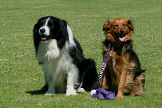 dog pic