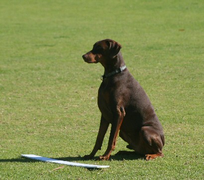 dog pic