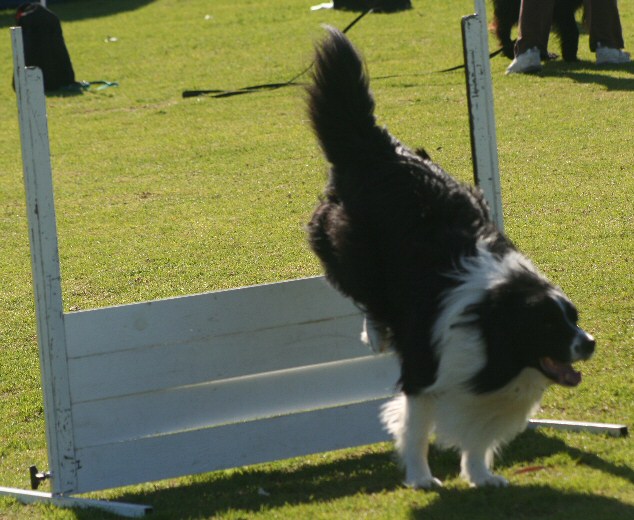dog pic