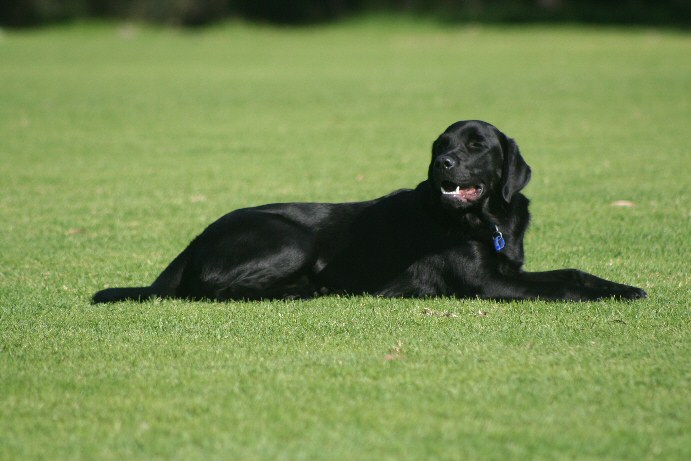 dog pic