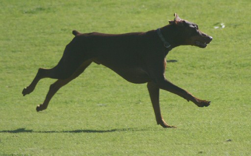 dog pic