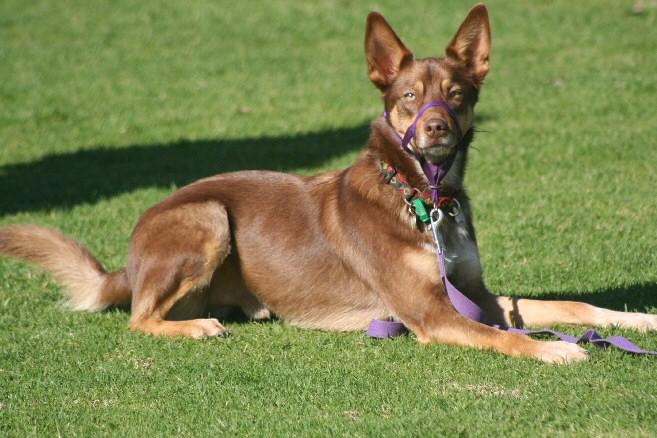dog pic