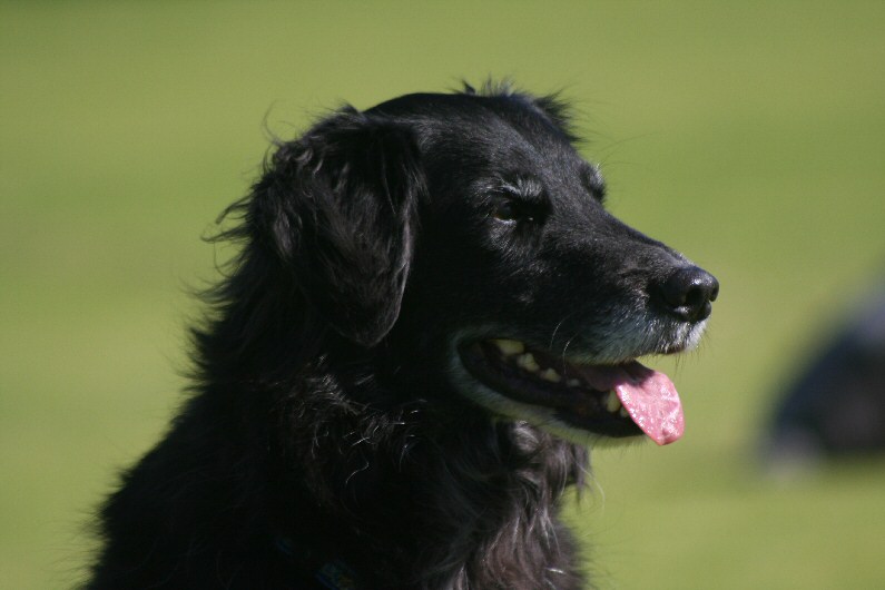 dog pic