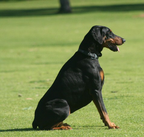 dog pic