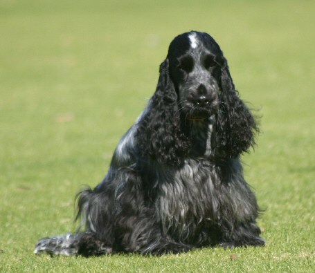 dog pic