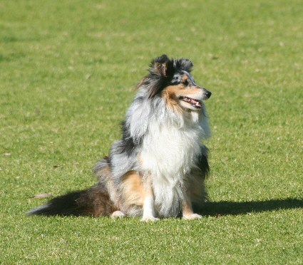 dog pic