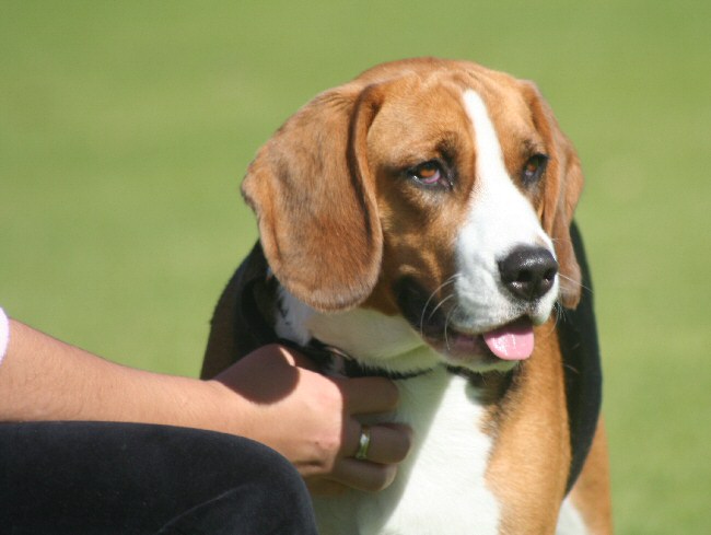 dog pic
