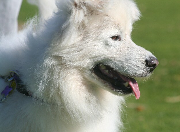 dog pic