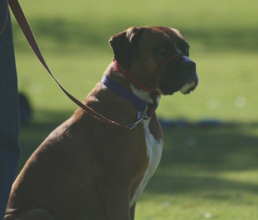 dog pic