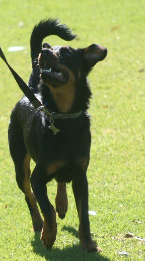 dog pic