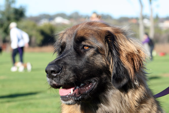 dog pic