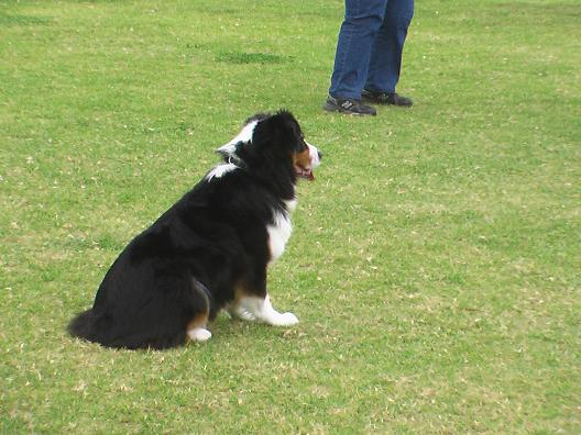 dog pic