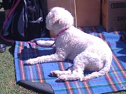 dog pic