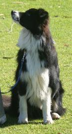 dog pic