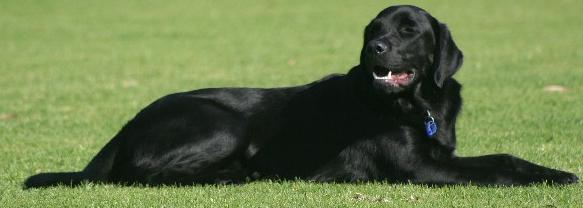 dog pic