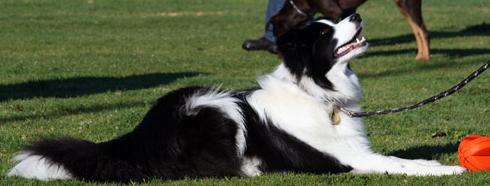 dog pic