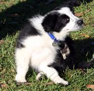 dog pic