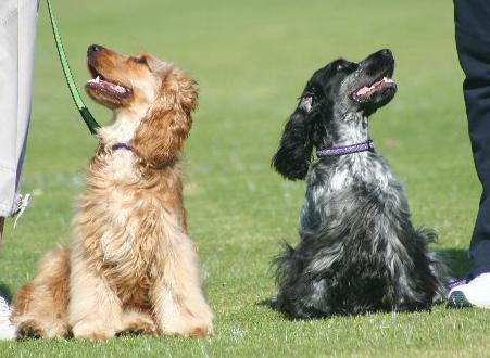 dog pic